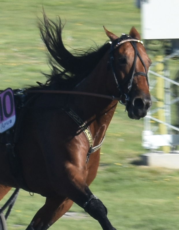 Fantastiske Readly Express gjorde karriärens sista start. Foto; A.Lindblom